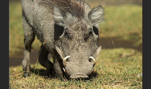 Warzenschwein (Phacochoerus africanus)