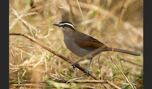 Senegaltschagra (Tchagra senegala)