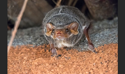 Ägyptische Grabfledermaus (Taphozous perforatus)