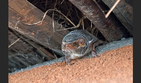 Ägyptische Grabfledermaus (Taphozous perforatus)