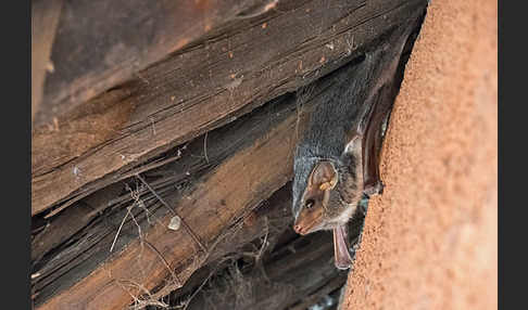 Ägyptische Grabfledermaus (Taphozous perforatus)