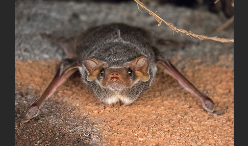 Ägyptische Grabfledermaus (Taphozous perforatus)