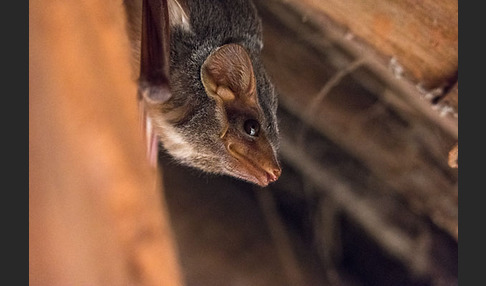 Ägyptische Grabfledermaus (Taphozous perforatus)