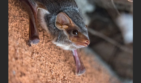 Ägyptische Grabfledermaus (Taphozous perforatus)