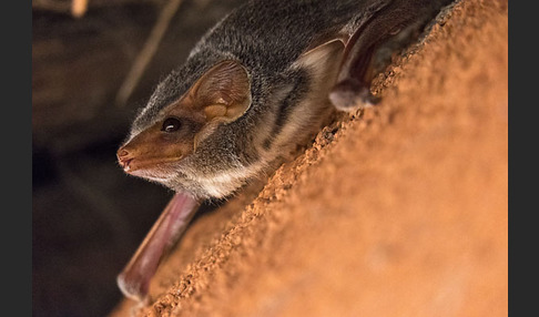 Ägyptische Grabfledermaus (Taphozous perforatus)