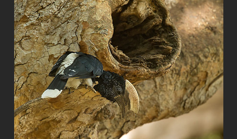 Silberwangen-Hornvogel (Bycanistes brevis)