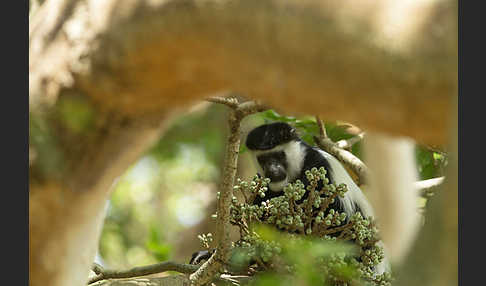 Mantelaffe (Colobus guereza)