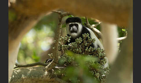 Mantelaffe (Colobus guereza)