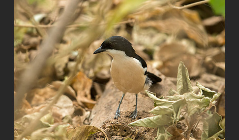 Boubouwürger (Laniarius aethiopicus)