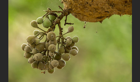 Feige spec. (Ficus vasta)