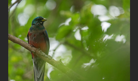 Narinatrogon (Apaloderma narina)