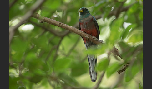 Narinatrogon (Apaloderma narina)