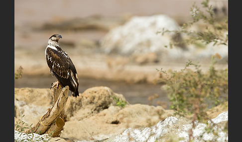 Schreiseeadler (Haliaeetus vocifer)