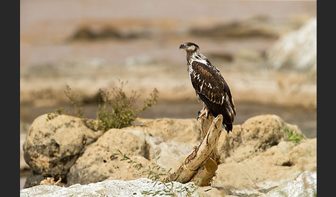 Schreiseeadler (Haliaeetus vocifer)