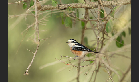 Maskenwürger (Lanius nubicus)