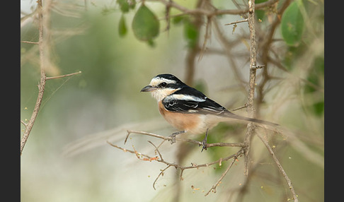 Maskenwürger (Lanius nubicus)