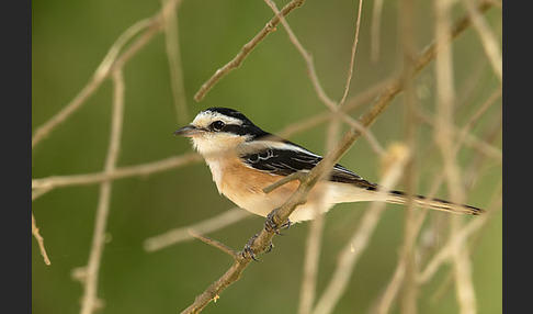 Maskenwürger (Lanius nubicus)