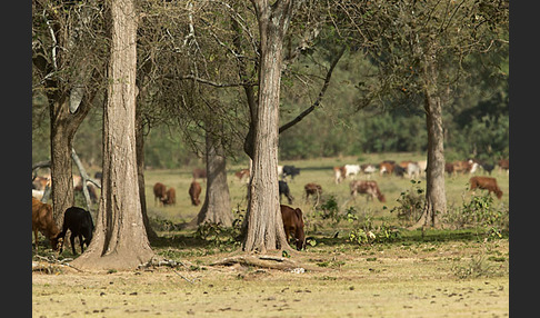 Zebu (Bos primigenius indicus)