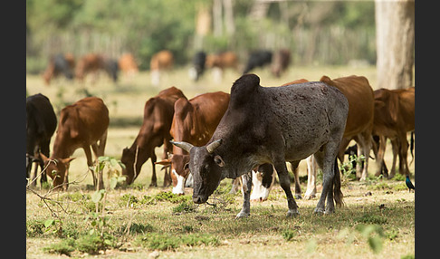 Zebu (Bos primigenius indicus)