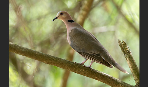 Halbmondtaube (Streptopelia semitorquata)