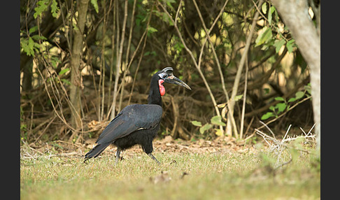 Sudanhornrabe (Bucorvus abyssinicus)