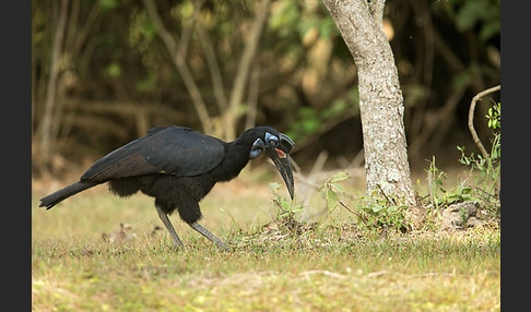 Sudanhornrabe (Bucorvus abyssinicus)