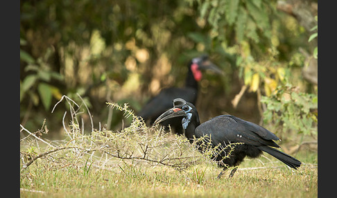 Sudanhornrabe (Bucorvus abyssinicus)