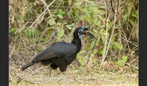 Sudanhornrabe (Bucorvus abyssinicus)