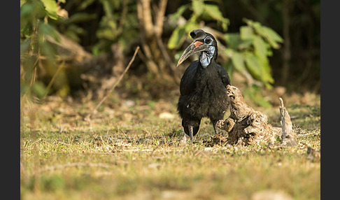 Sudanhornrabe (Bucorvus abyssinicus)