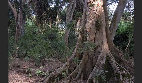 Feige spec. (Ficus vasta)