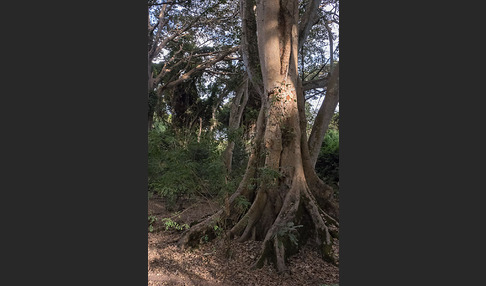 Feige spec. (Ficus vasta)