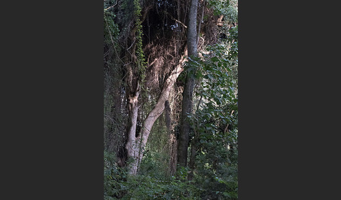 Aethiopien (Ethiopia)