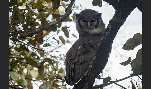 Blaßuhu (Bubo lacteus)