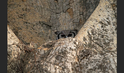 Blaßuhu (Bubo lacteus)