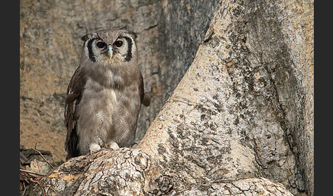 Blaßuhu (Bubo lacteus)