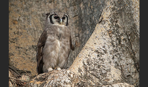 Blaßuhu (Bubo lacteus)