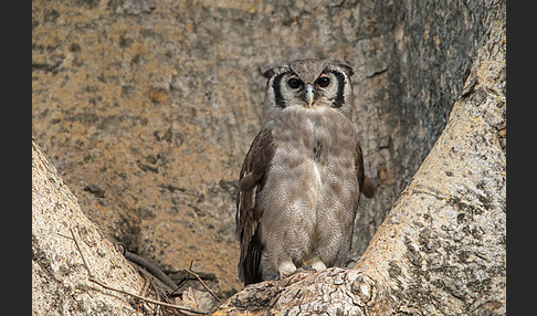 Blaßuhu (Bubo lacteus)