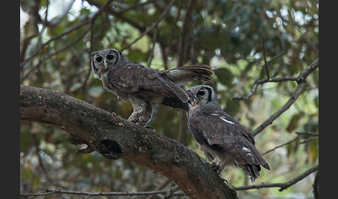 Blaßuhu (Bubo lacteus)