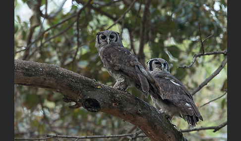 Blaßuhu (Bubo lacteus)