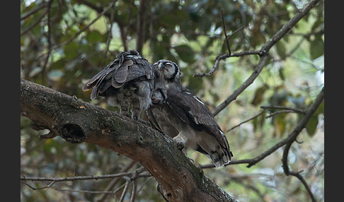 Blaßuhu (Bubo lacteus)