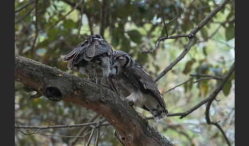 Blaßuhu (Bubo lacteus)