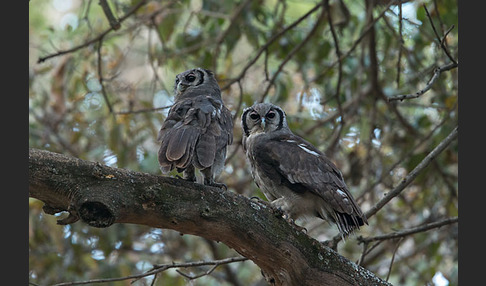 Blaßuhu (Bubo lacteus)