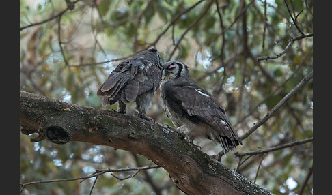 Blaßuhu (Bubo lacteus)