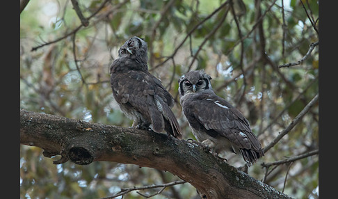 Blaßuhu (Bubo lacteus)