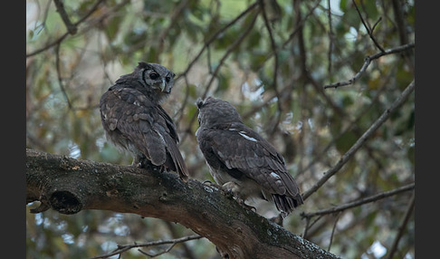 Blaßuhu (Bubo lacteus)