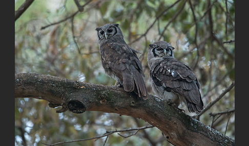 Blaßuhu (Bubo lacteus)