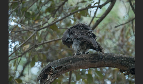 Blaßuhu (Bubo lacteus)