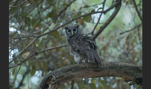 Blaßuhu (Bubo lacteus)