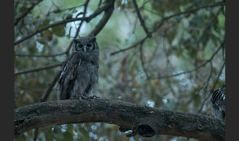 Blaßuhu (Bubo lacteus)