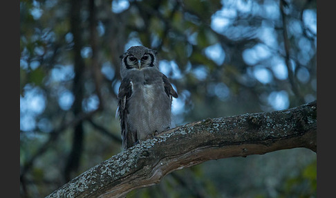 Blaßuhu (Bubo lacteus)